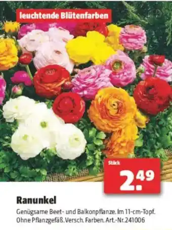 Hagebau Ranunkel Angebot