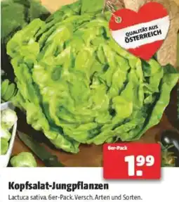 Hagebau Kopfsalat-jungpflanzen Angebot