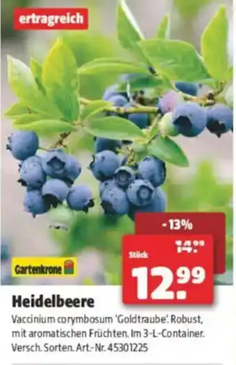 Hagebau Heidelbeere Angebot