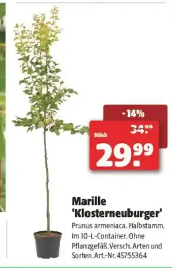 Hagebau Marille 'klosterneuburger Angebot