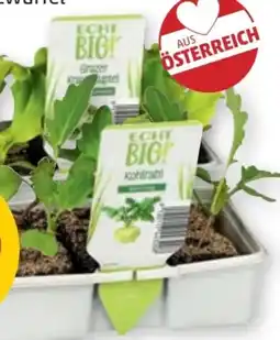 PENNY Echt Bio Salat-Kohlgemüsejungpflanzen Angebot