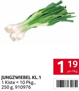 Transgourmet Jungzwiebel Angebot