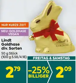 Billa Goldhase Angebot