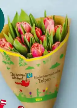 Billa Da komm' ich her Tulpen Angebot