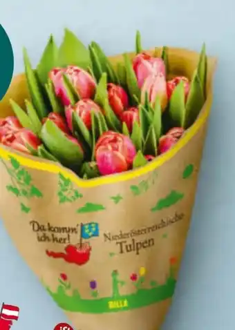 Billa Da komm' ich her Tulpen Angebot