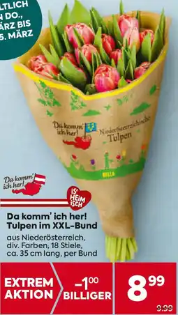 Billa Tulpen im XXL-Bund Angebot