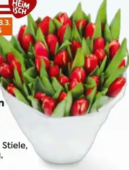 Billa Da komm' ich her Markttulpen Angebot