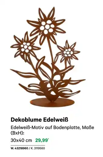 BayWa Dekoblume Edelweiß Edelweiß Angebot