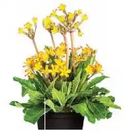 Dehner Eichblatt Primel 'Oakleaf Yellow Picotee' Dehner Angebot