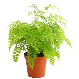 Dehner Frauenhaarfarn - Adiantum raddianum Dehner Angebot