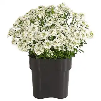 Dehner Schleifenblume Dehner Angebot