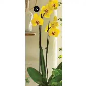 Dehner Schmetterlingsorchidee 'Yellow Queen' Dehner Angebot