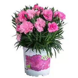 Dehner Gartennelke 'I Love You' Dehner Angebot