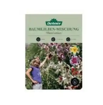 Dehner Baumlilien-Mischung 'Manhattan' Dehner Angebot