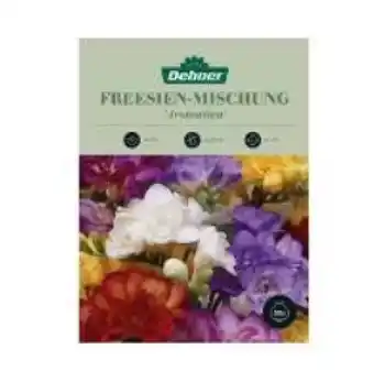 Dehner Freesien-Mischung 'Aromatica' Dehner Angebot