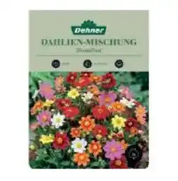 Dehner Dahlien-Mischung 'Rosalina' Dehner Angebot