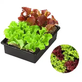 Dehner Pflücksalat Mix Dehner Angebot