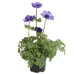 Dehner Kronen-Anemone Dehner Angebot