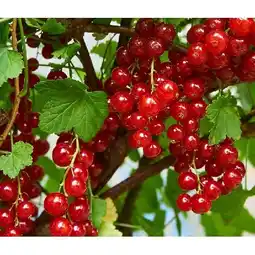 Dehner Johannisbeeren versch. Sorten Dehner Angebot