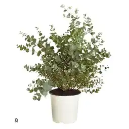 Dehner Eukalyptus, Busch Dehner Angebot