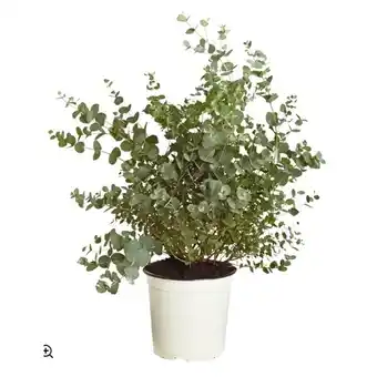 Dehner Eukalyptus, Busch Dehner Angebot