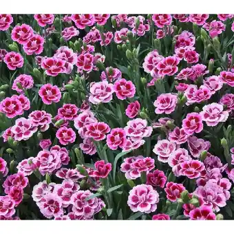 Dehner Gartennelke 'Pink Kisses' Dehner Angebot