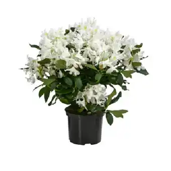 Dehner Rhododendron Dehner Angebot