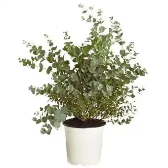 Dehner Dehner Eukalyptus Angebot