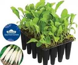 Dehner Dehner Gourmet Garten Eiszapfen Angebot