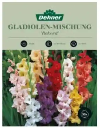 Dehner Dehner Edelgladiolen-Mischung Angebot