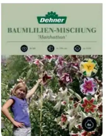 Dehner Dehner Blumenzwiebel Baumlilien-Mischung Manhattan Angebot