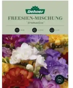 Dehner Dehner Freesien-Mischung Aromatica Angebot