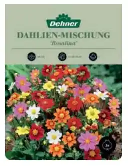 Dehner Dehner Blumenzwiebel Dahlien-Mischung Rosalina Angebot