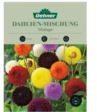 Dehner Dehner Dahlien-Mischung Malaga Angebot