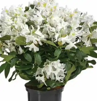 Dehner Dehner Rhododendron Angebot