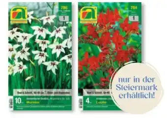 Unimarkt Austrosaat Blumenzwiebel Angebot