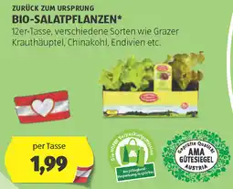 Hofer Zurück zum ursprung bio-salatpflanzen Angebot