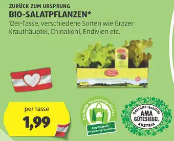 Hofer Zurück zum ursprung bio-salatpflanzen Angebot