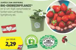 Hofer Zurück zum ursprung bio-erdbeerpflanze Angebot