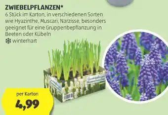 Hofer Zwiebelpflanzen Angebot