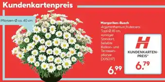 Hellweg Margeriten-Busch Angebot