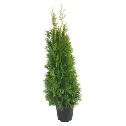 Hellweg Plantiflor Lebensbaum Thuja Topf Angebot