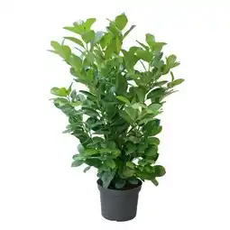 Hellweg Plantiflor Kirschlorbeer Caucasica Angebot