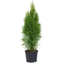 Hellweg Plantiflor Lebensbaum Smaragd Angebot