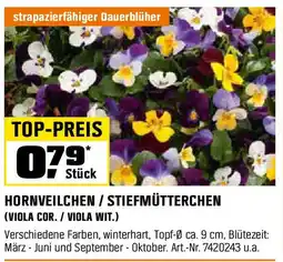 OBI Hornveilchen / stiefmütterchen Angebot