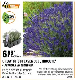 OBI Grow by obi lavendel,,hidcote Angebot