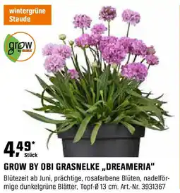 OBI Grow by obi grasnelke,,dreameria Angebot