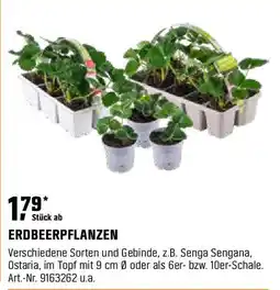 OBI Erdbeerpflanzen Angebot