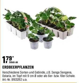 OBI Erdbeerpflanzen Angebot