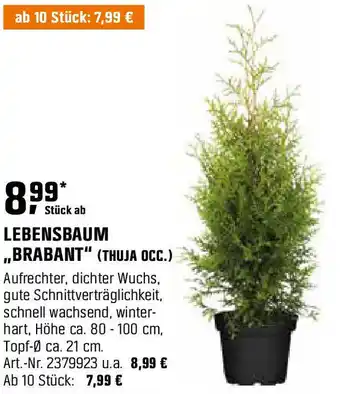 OBI Lebensbaum Angebot